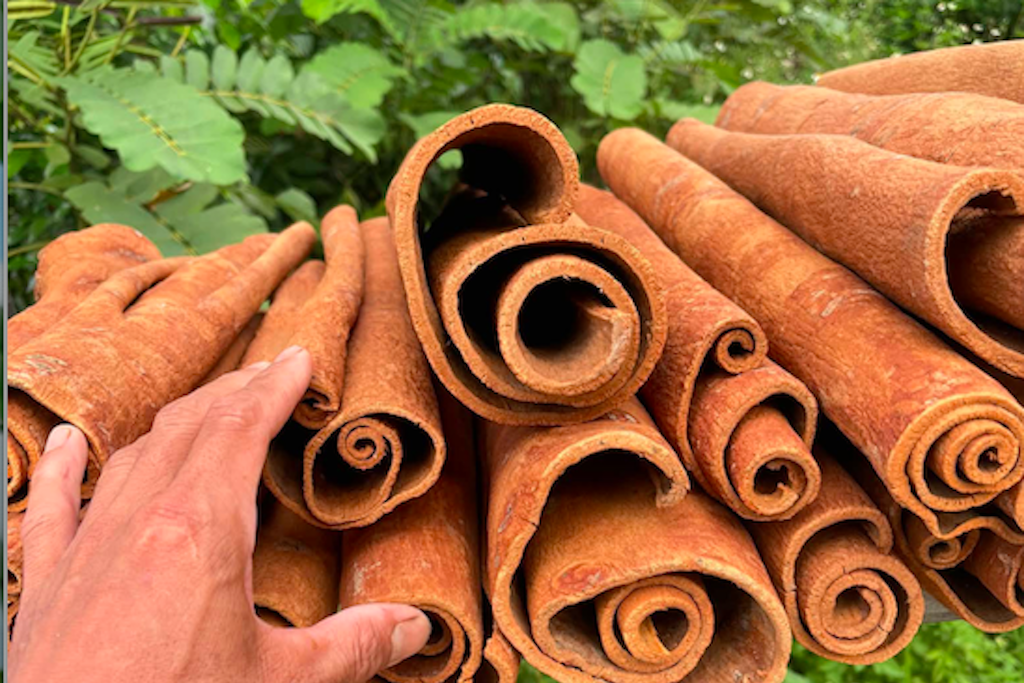 Bí mật chữa bệnh từ cây quế quen thuộc