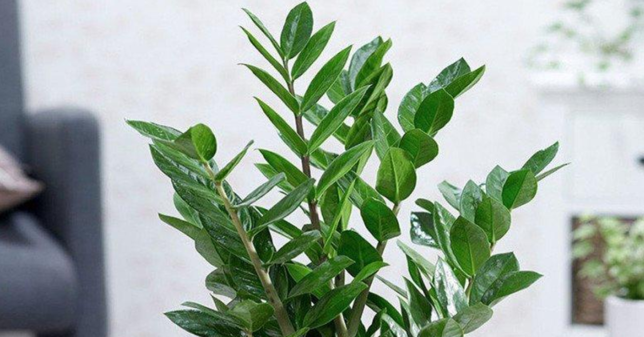 5 Loại cây cảnh lý tưởng cho người mới bắt đầu chăm sóc