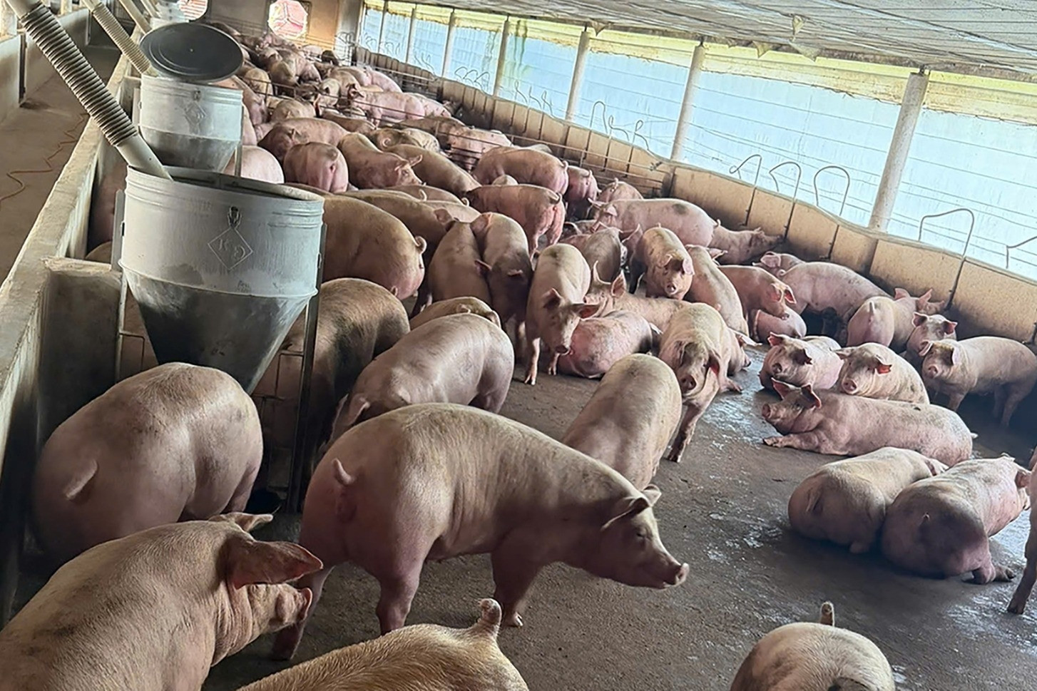 Đường đi ít ngờ tới của 10.000 tấn thịt heo được vỗ béo bằng 'chất cấm'