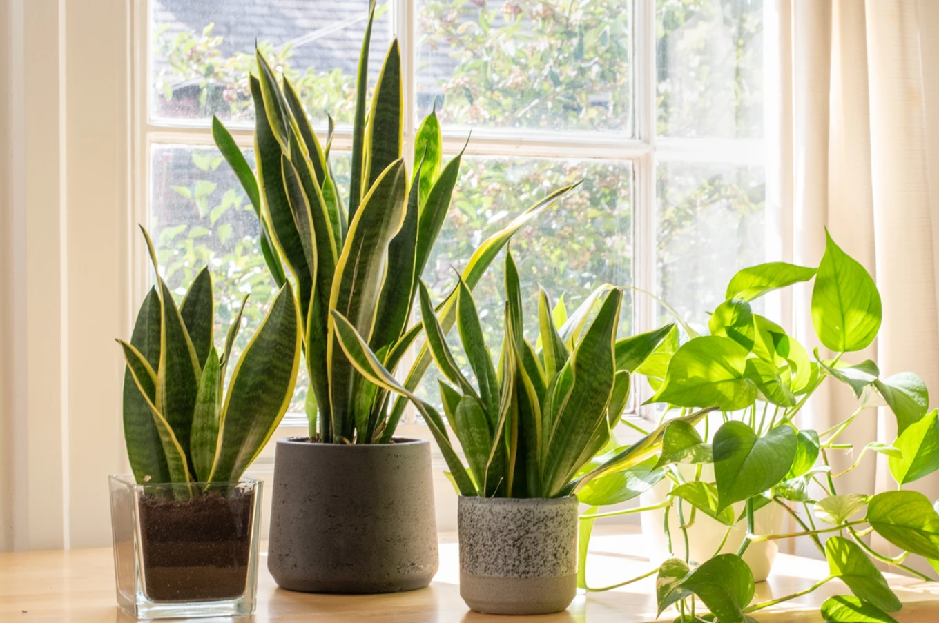 5 loại cây phong thủy được ưa chuộng cho người mới khởi nghiệp — ảnh 2