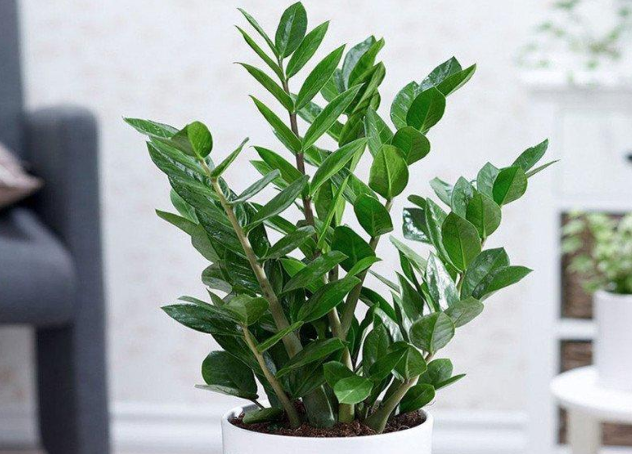 5 loại cây phong thủy được ưa chuộng cho người mới khởi nghiệp — ảnh 3