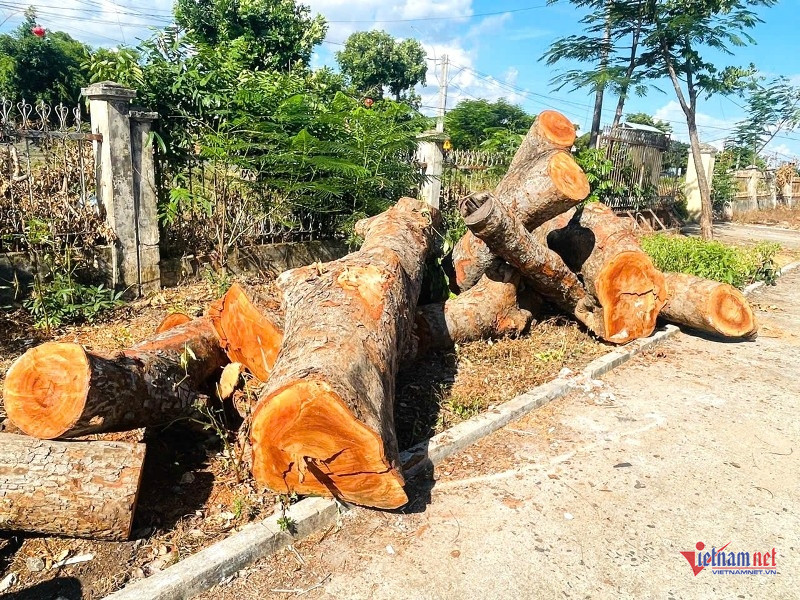 W-Kiểm điểm chặt hạ cây xanh 1.jpg