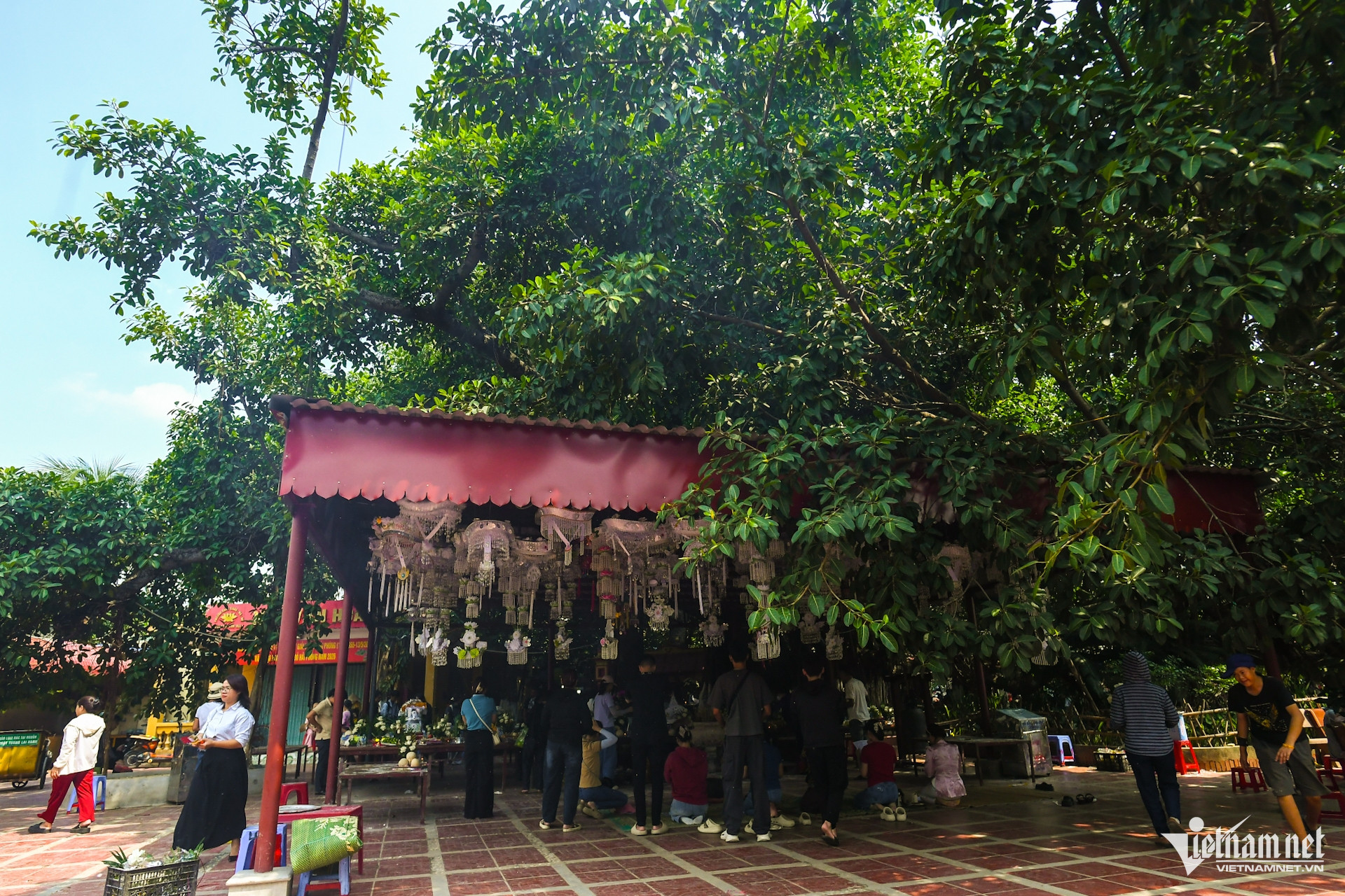 https://static-images.vnncdn.net/vps_images_publish/000001/000003/2026/10/8/w-cay-da-13-goc-chua-phat-giao-hai-phong-11jpg-695.jpg
