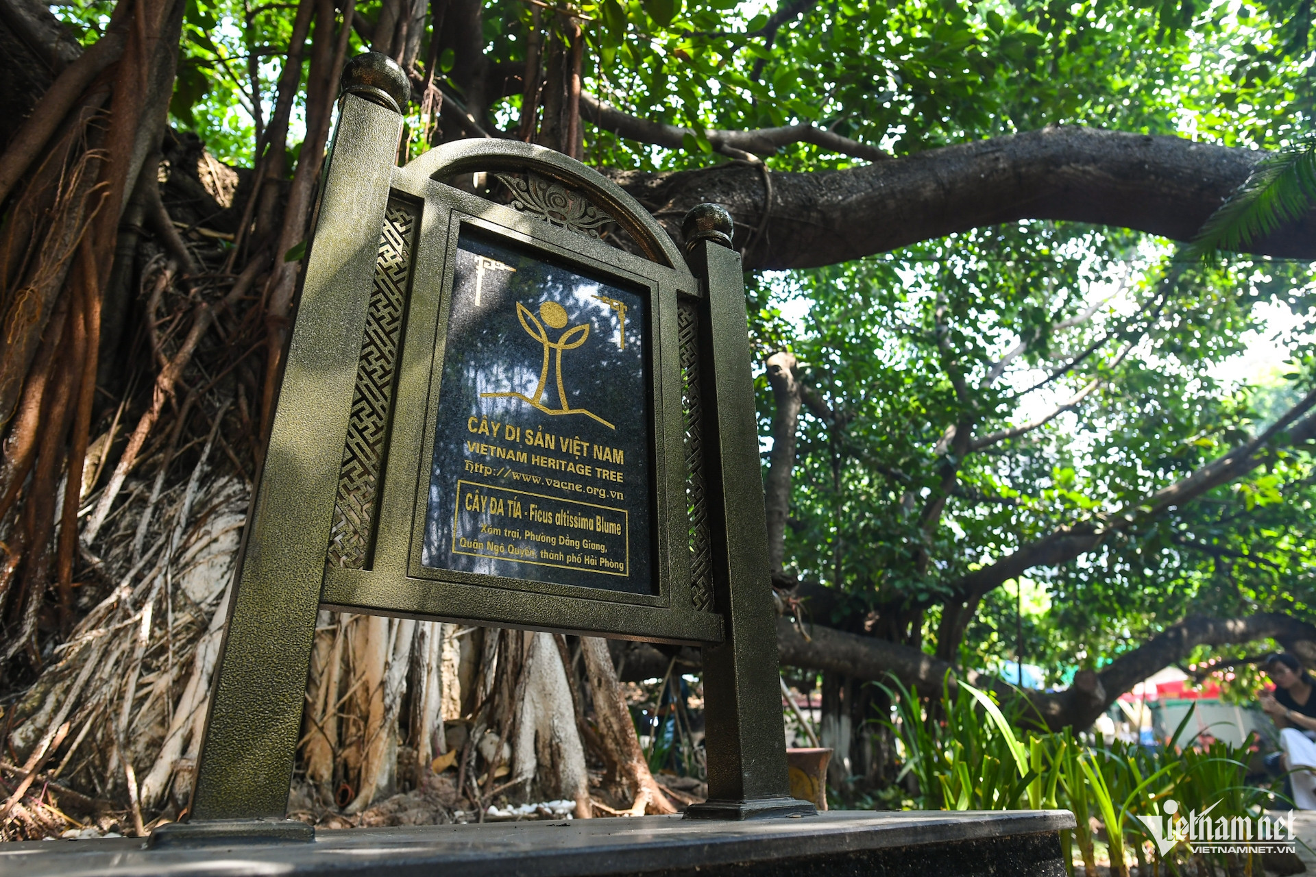 W-cay da 13 goc   chua   phat giao   hai phong (12).JPG.jpg