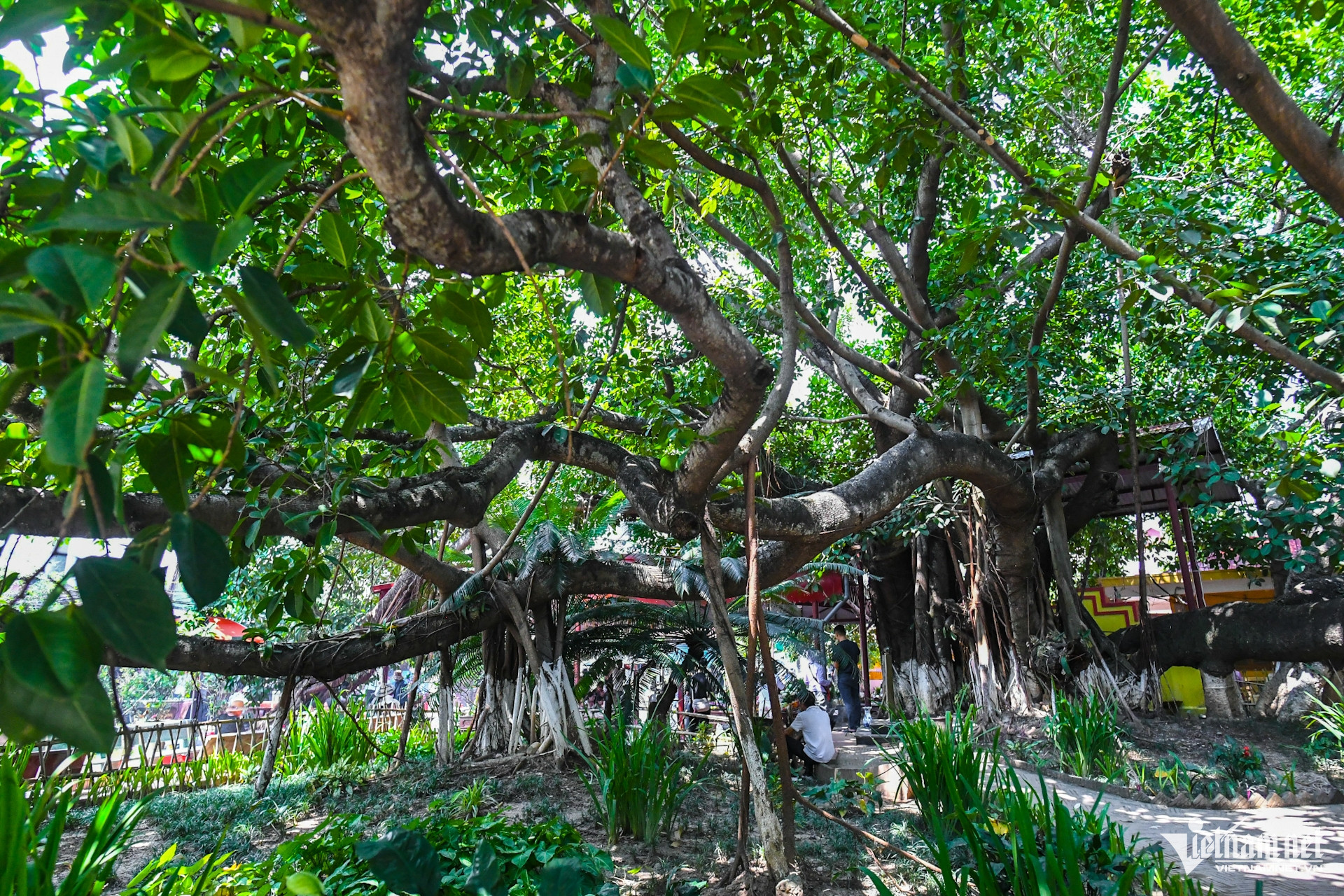 W-cay da 13 goc   chua   phat giao   hai phong (13).JPG.jpg