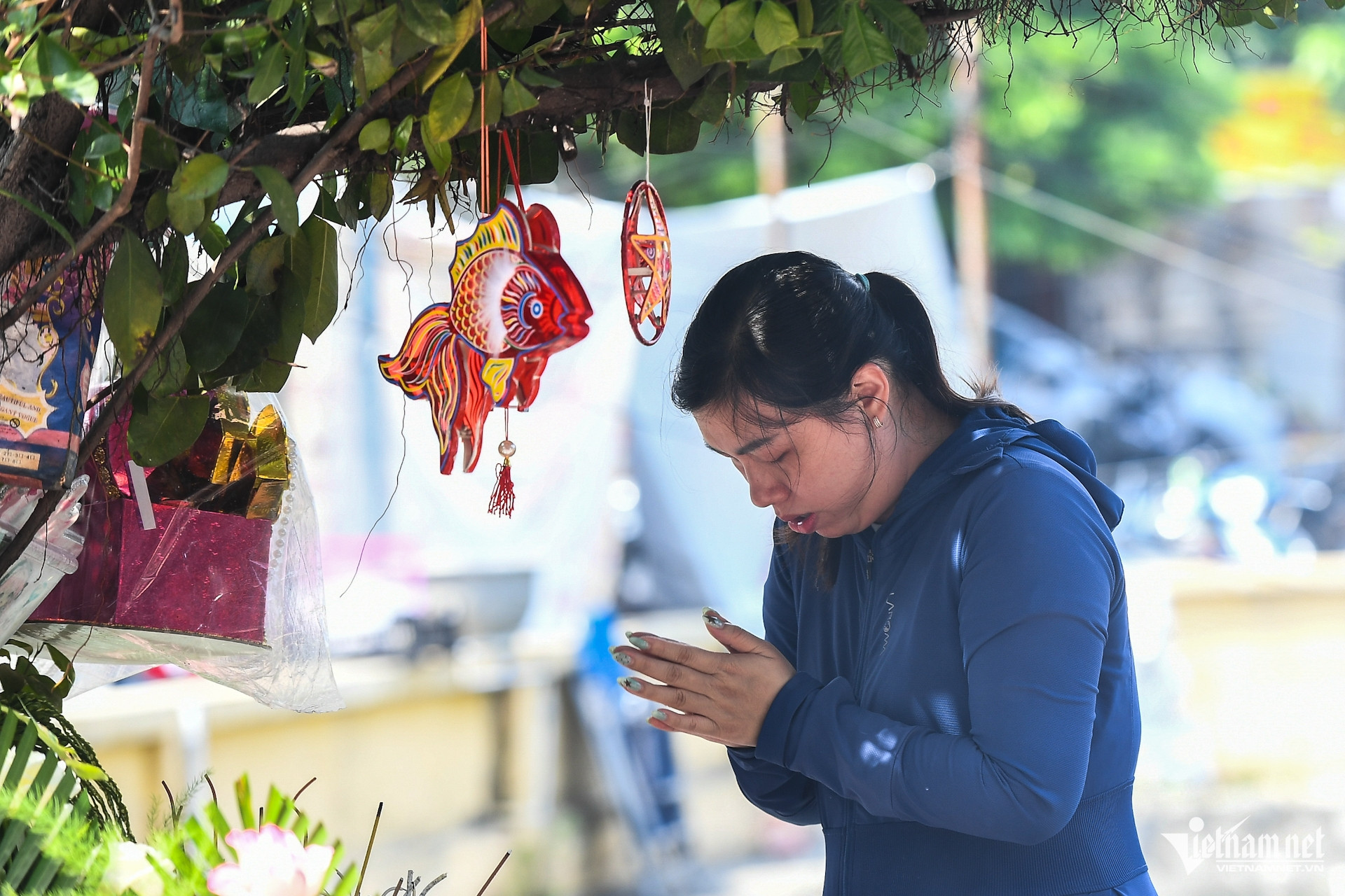 https://static-images.vnncdn.net/vps_images_publish/000001/000003/2026/10/8/w-cay-da-13-goc-chua-phat-giao-hai-phong-17jpg-698.jpg