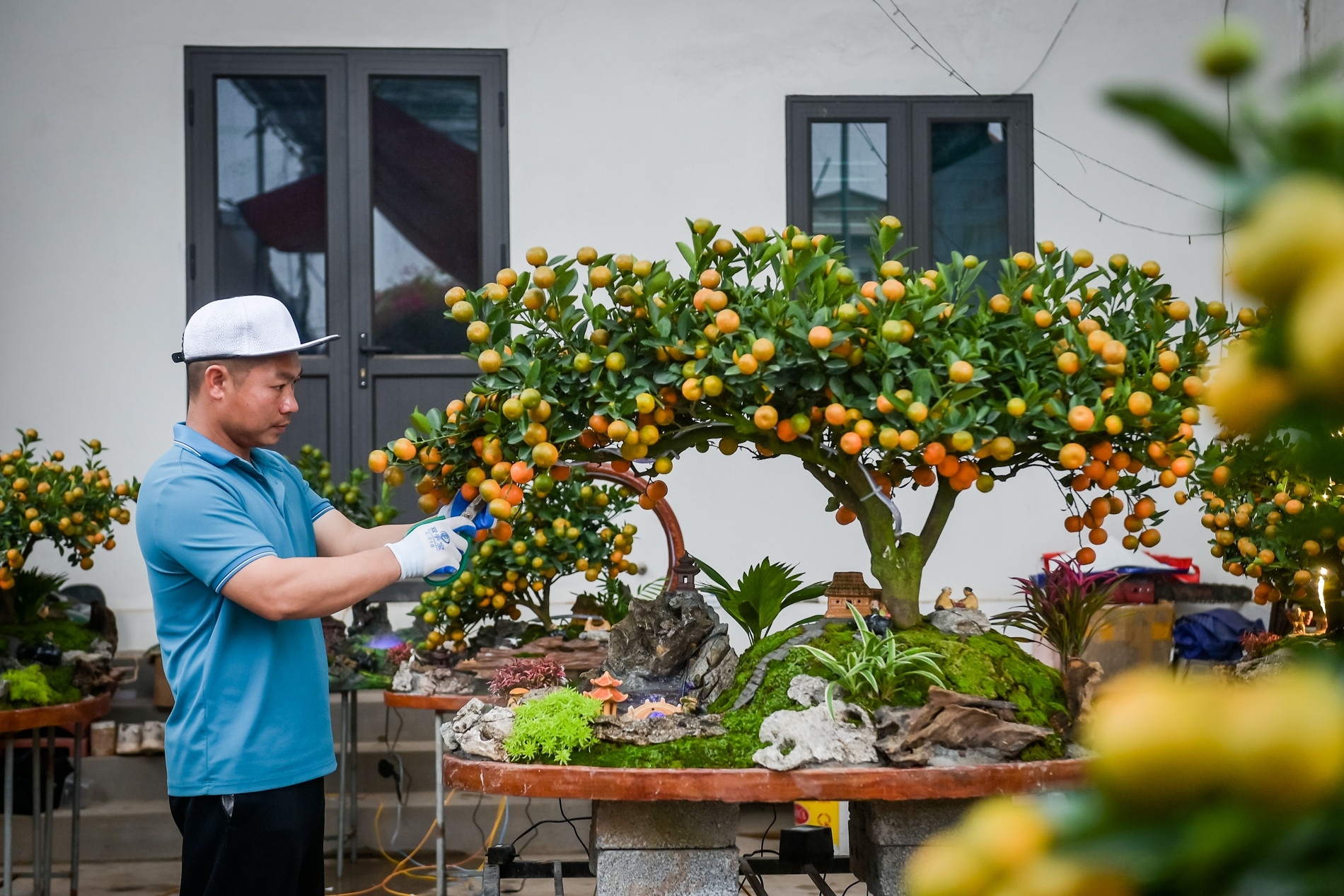 Quất tiểu cảnh gần 20 triệu/chậu ngày giáp Tết, nhà vườn Ninh Bình làm không kịp bán