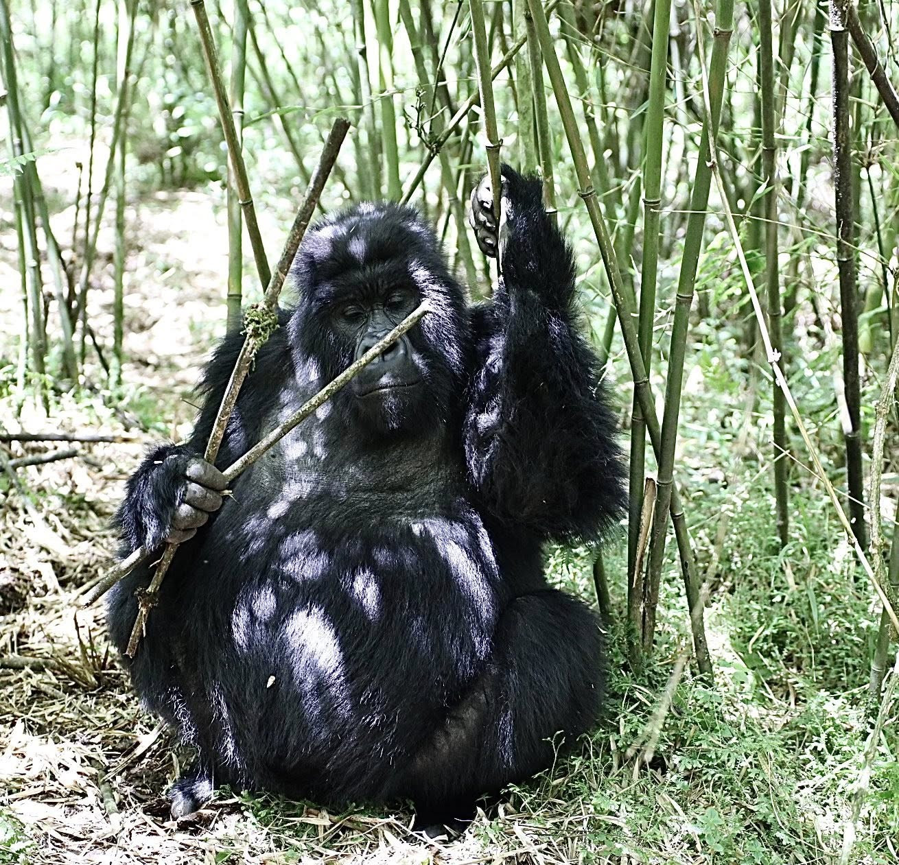 du lịch khỉ đột châu phi .jpg