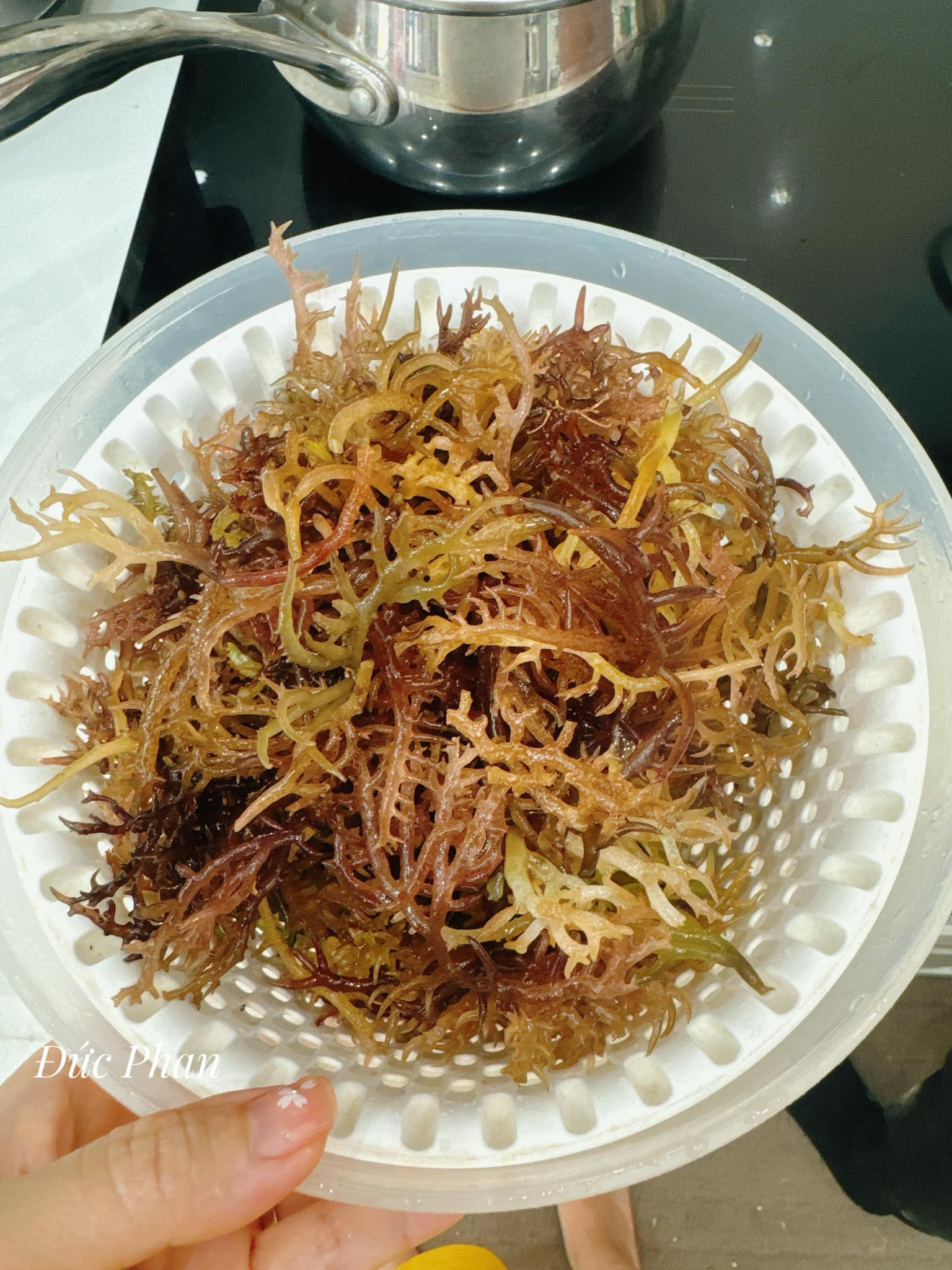 Đĩa gỏi rau cum cúm hấp dẫn