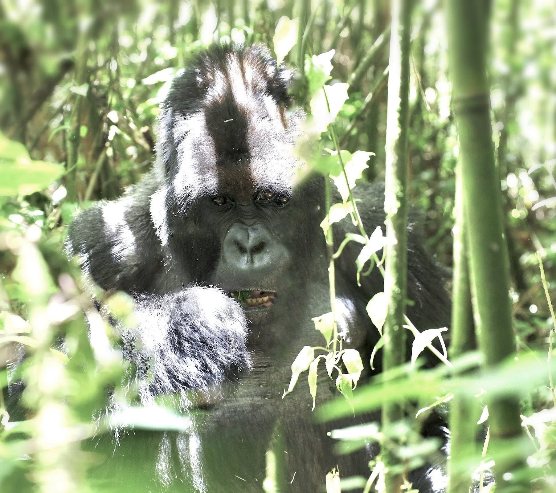 khách việt ngắm quái thú khỉ đột châu phi3.jpg