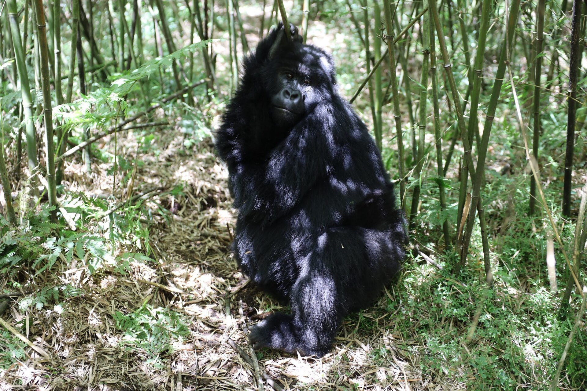 khách việt ngắm quái thú khỉ đột châu phi5.jpg