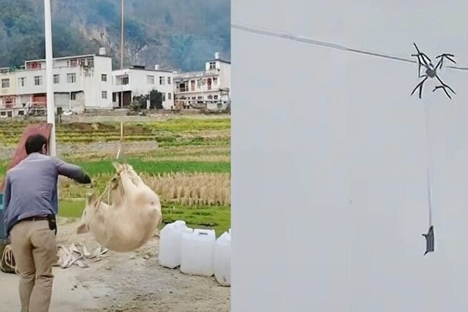 Lợn 'bay' giữa đêm rồi mắc kẹt, cả làng mất điện suốt 10 tiếng