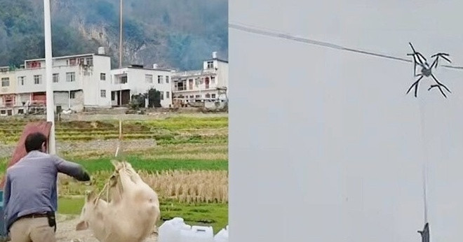 Lợn 'bay' giữa đêm rồi mắc kẹt, cả làng mất điện suốt 10 tiếng