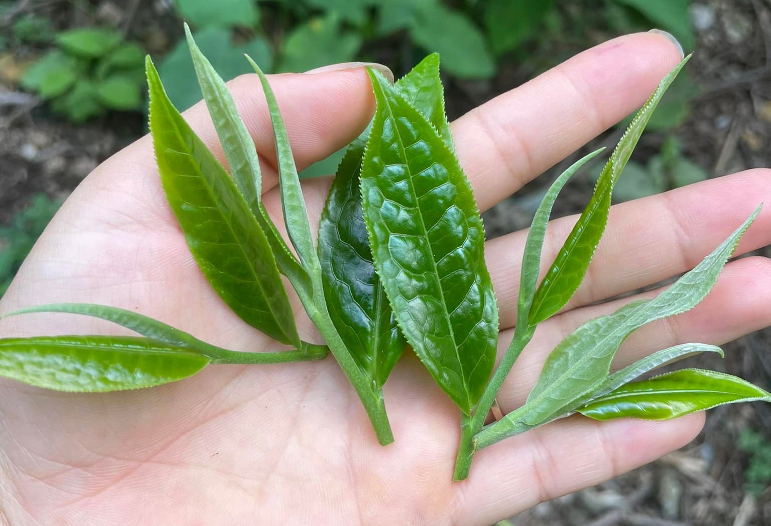 Những nhóm người thận trọng khi uống trà xanh