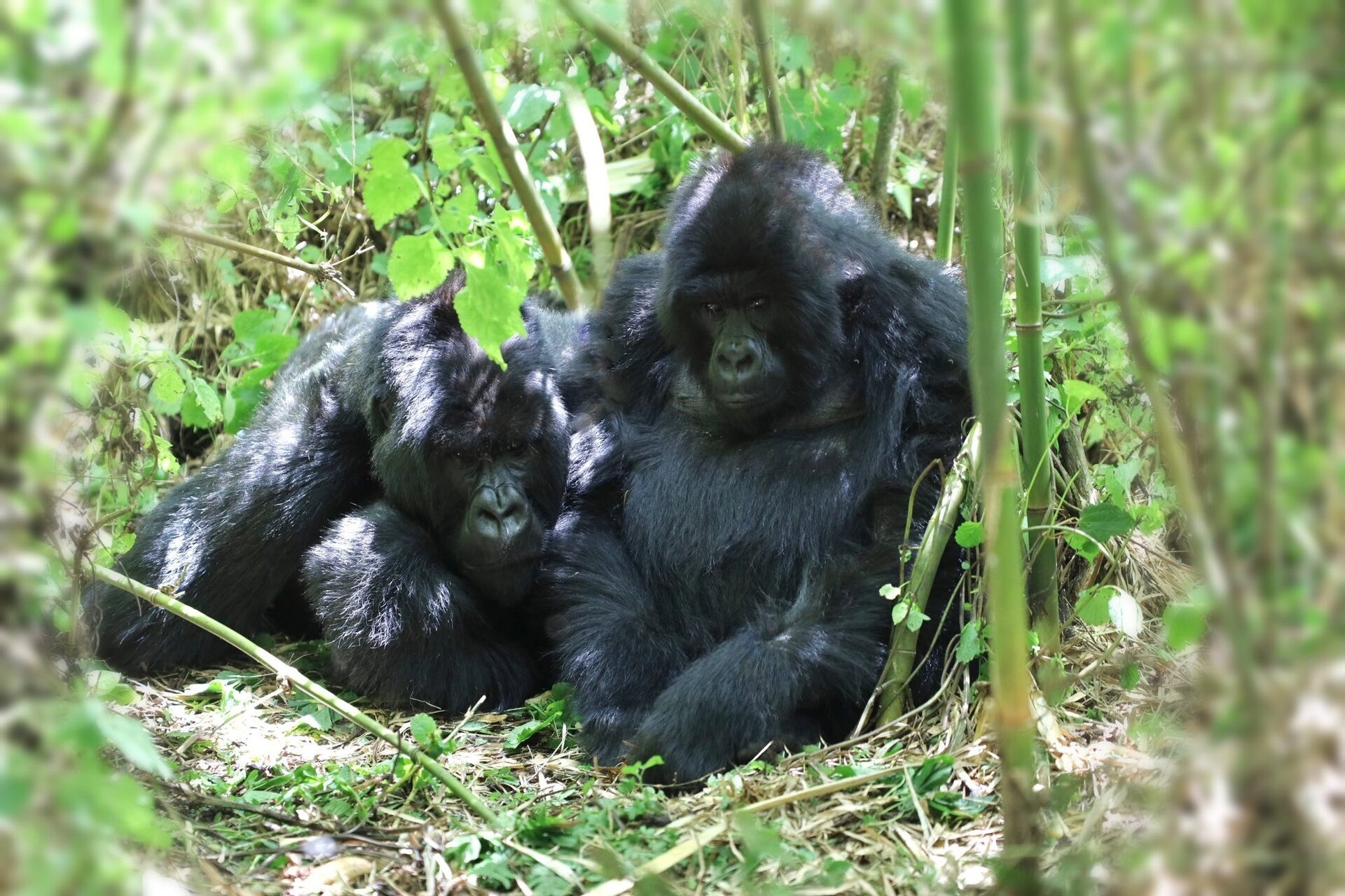 Nữ du khách Việt trải nghiệm tour xa xỉ ở châu Phi, đối mặt 'quái thú' 220kg