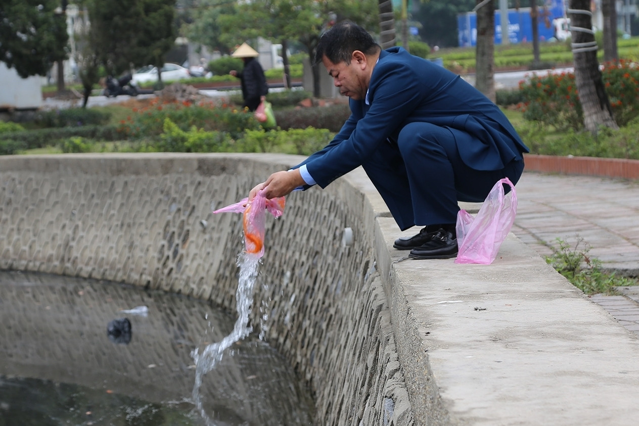 Cá chép 'ngửa bụng' sau khi được thả ở hồ nước mặn ngày ông Công ông Táo