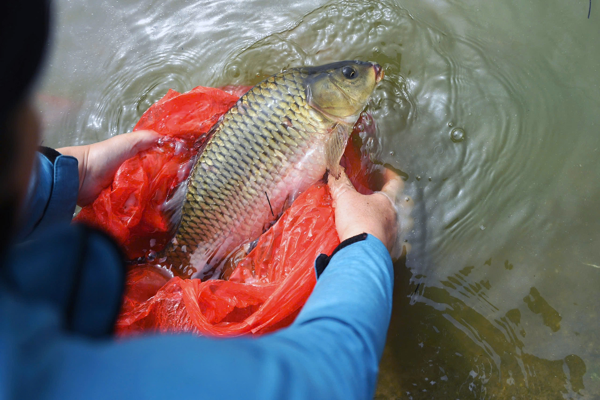 Người Hà Nội chi tiền triệu phóng sinh cá tiễn ông Công, ông Táo về trời