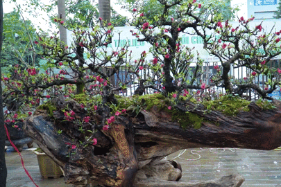 Độc nhất mùa Tết, cặp đào thất thốn trên gỗ lũa giá gần 900 triệu đồng