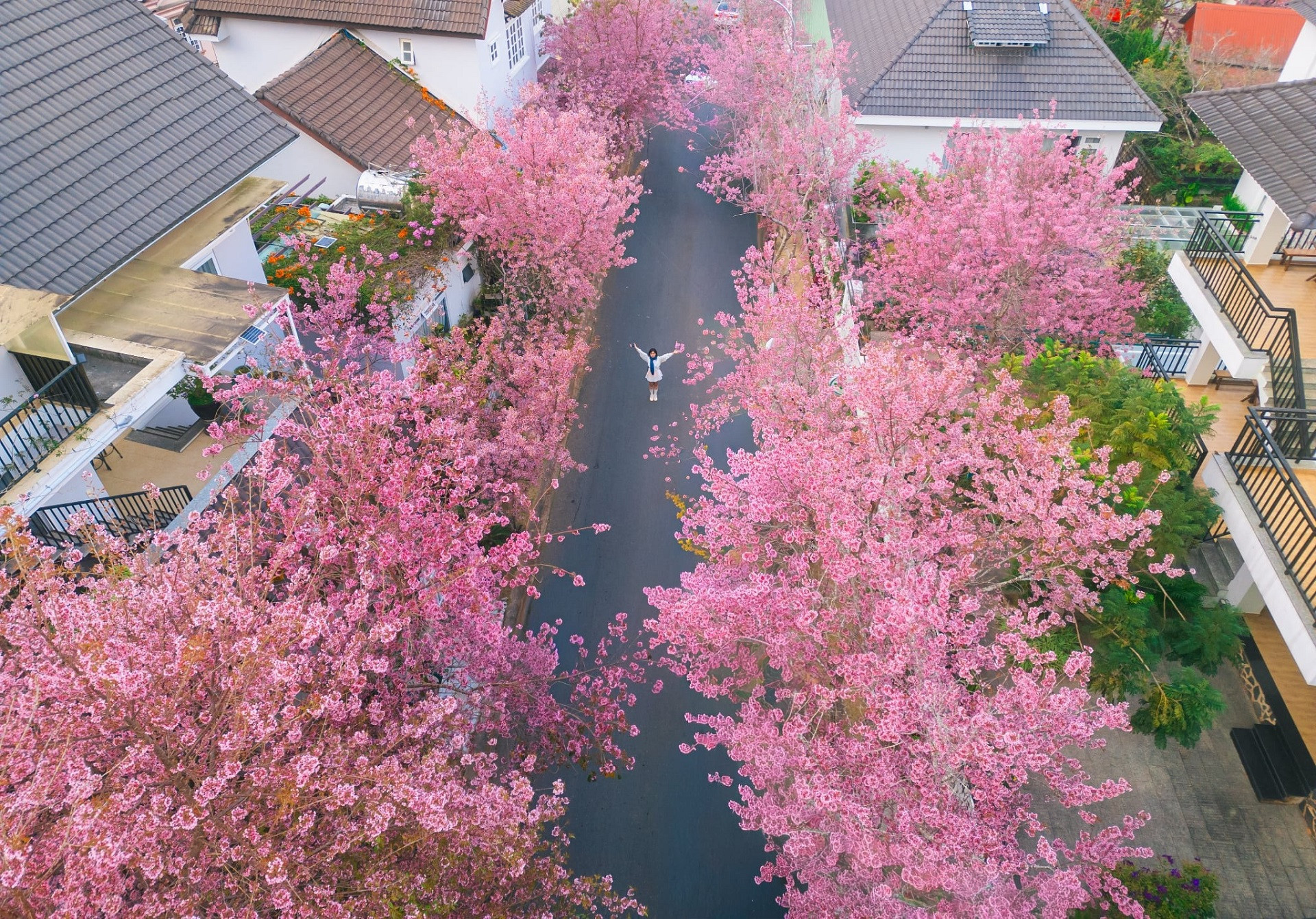 Mùa mai anh đào Đà Lạt