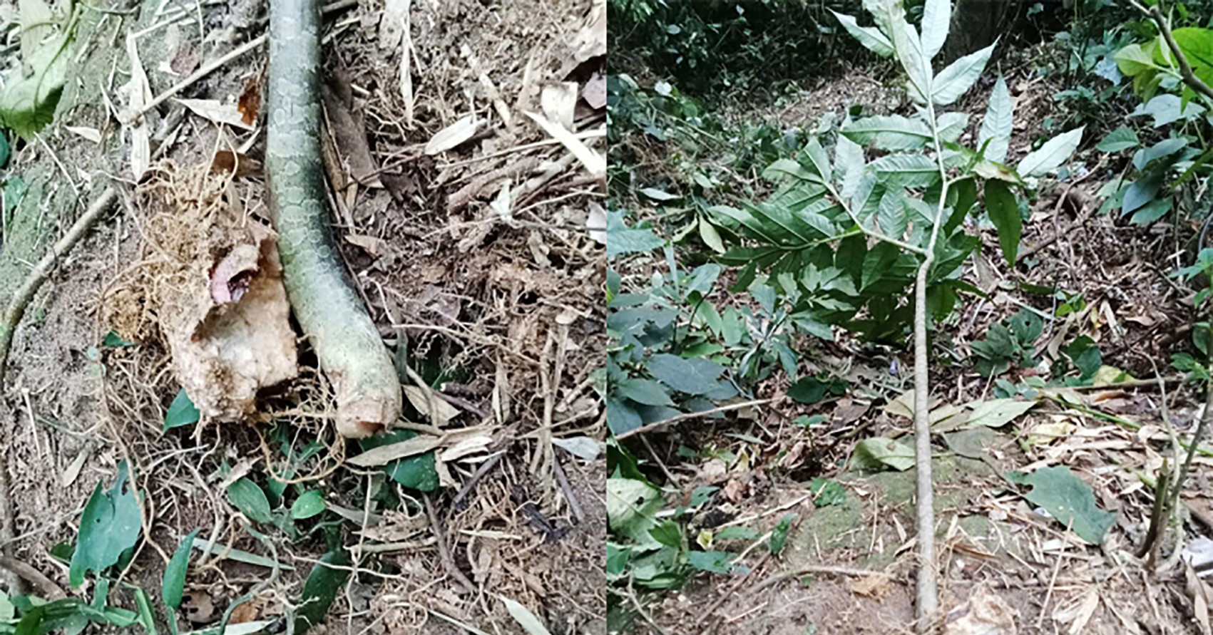 Hai người nhập viện sau khi ăn củ ráy, củ nưa