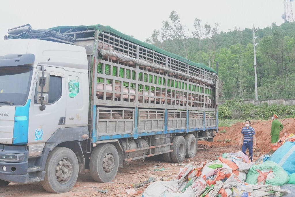 Phát hiện ô tô chở hơn 15 tấn heo nhiễm dịch tả lợn châu Phi đi bán dịp cận Tết