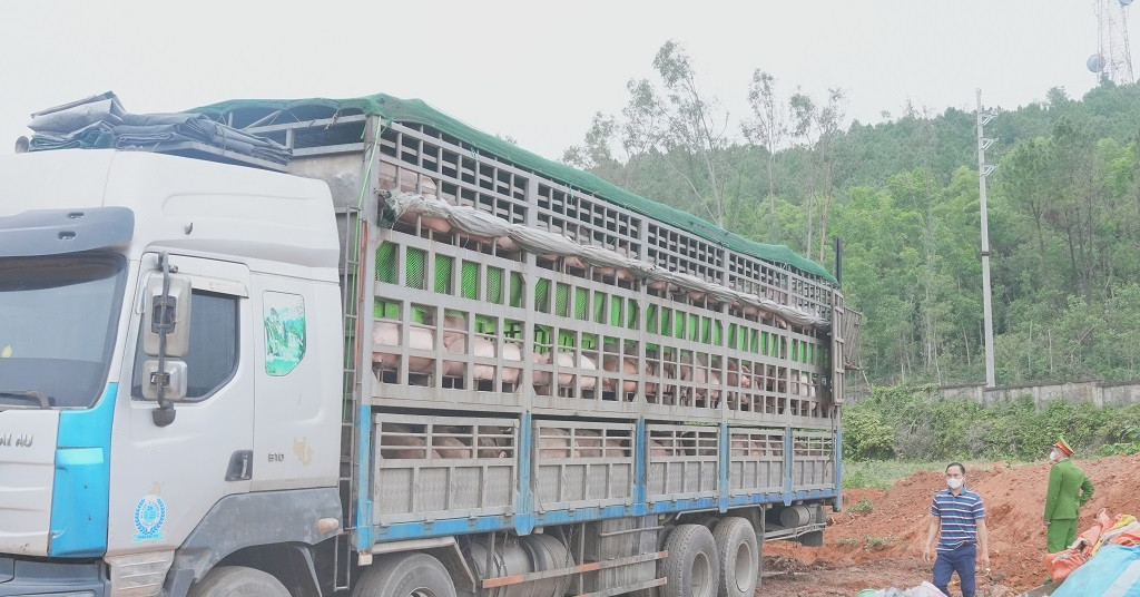 Phát hiện ô tô chở hơn 15 tấn heo nhiễm dịch tả lợn châu Phi đi bán dịp cận Tết