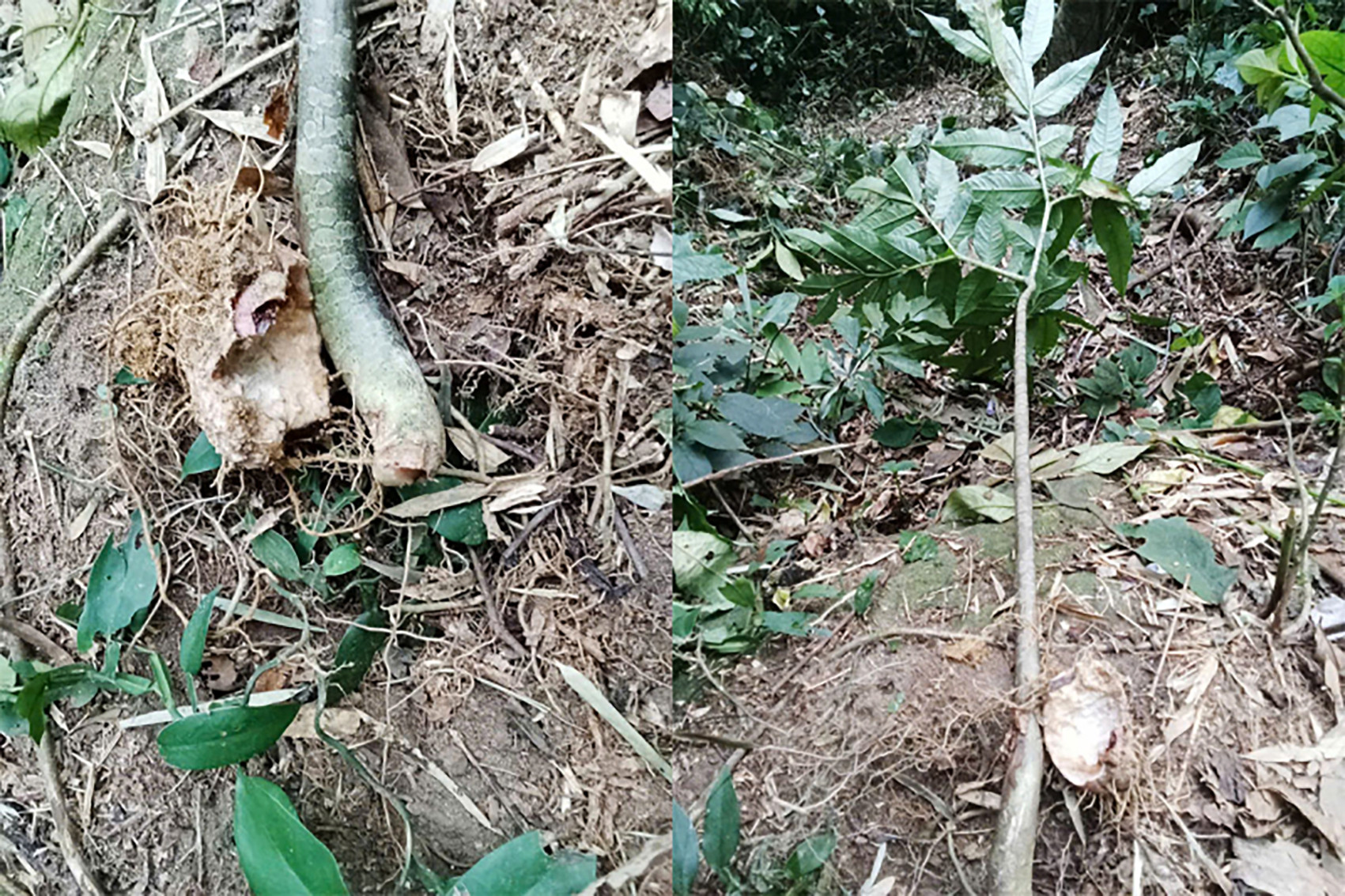 Hai người nhập viện vì ngộ độc sau khi ăn củ ráy, củ nưa untitled 1.jpg