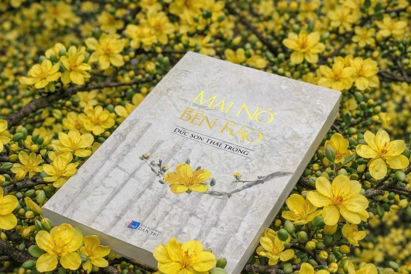   Mai nở bên rào của thầy giáo Nguyễn Thái Trọng 