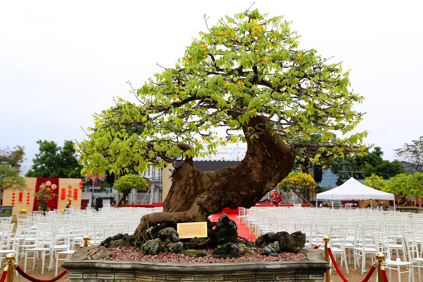 Chiêm ngưỡng chợ mai vàng Yên Tử với những siêu phẩm cây tiền tỷ