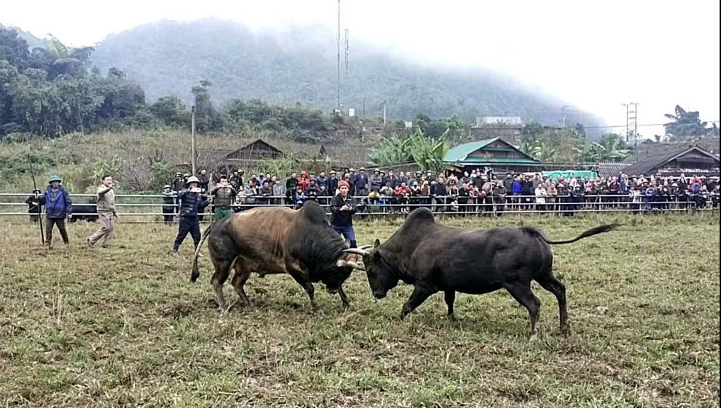 Hội chọi bò ngày tết ở Mường Lống.jpg