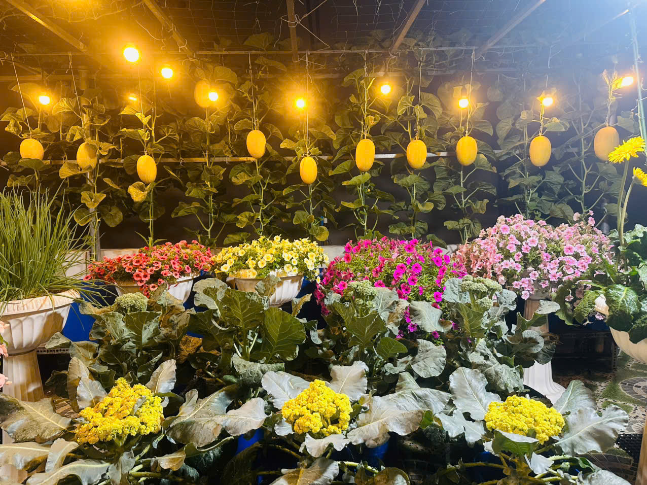 vườn sân thượng.jpg