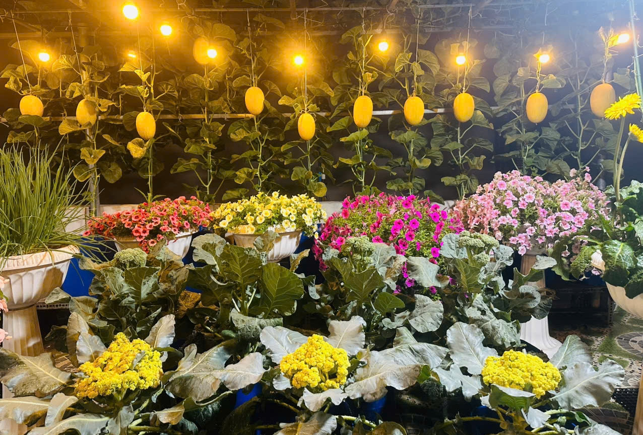 Vườn sân thượng 50m² của mẹ đảm TPHCM xanh mướt rau trái, dưa lưới sai lúc lỉu