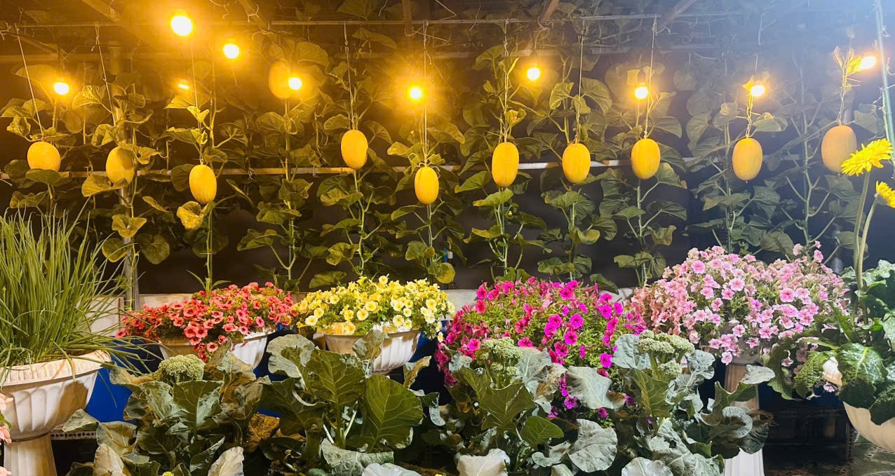 Vườn sân thượng 50m² của mẹ đảm TPHCM xanh mướt rau trái, dưa lưới sai lúc lỉu