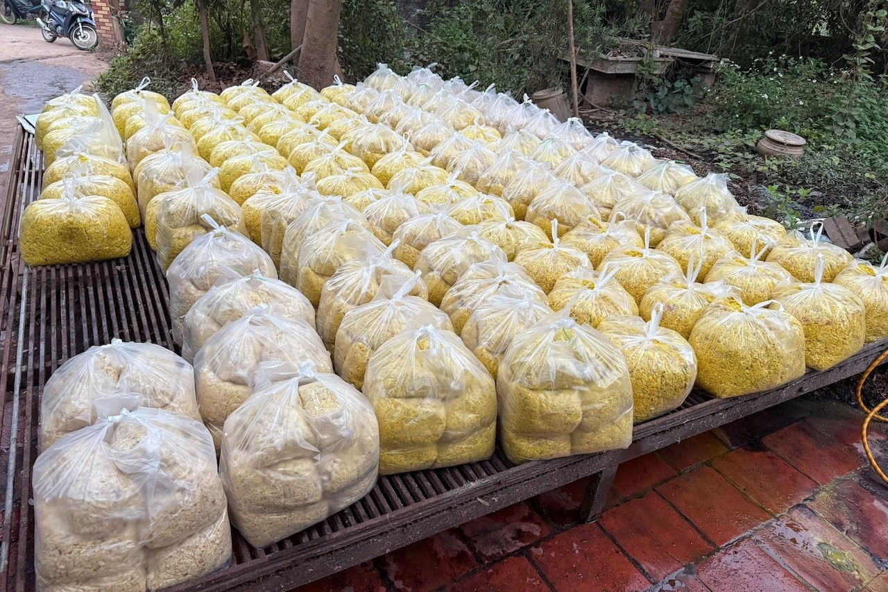 Điều gì xảy ra với cơ thể khi một người ăn riềng xay trộn chất cấm Vàng O?