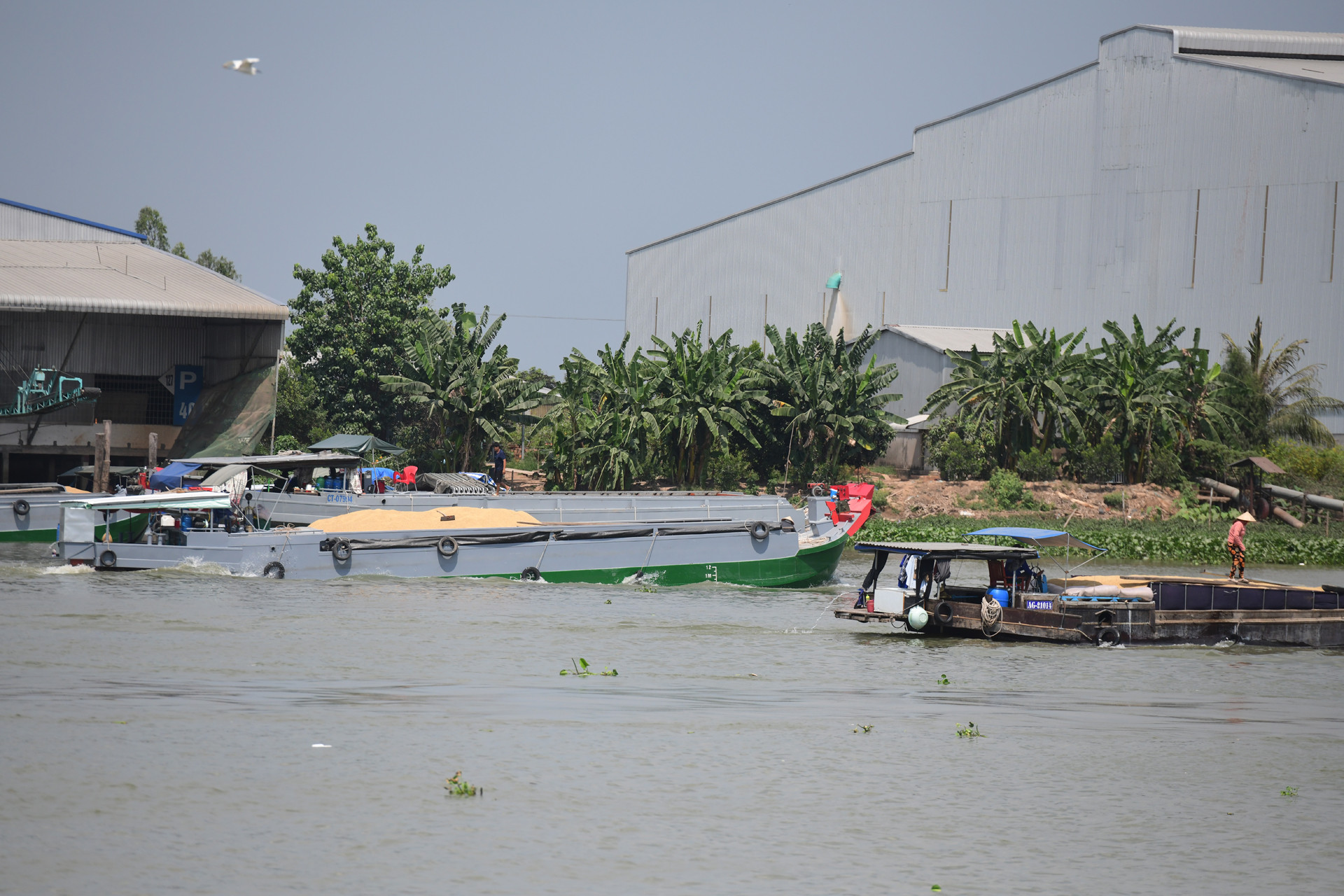 gạo Thốt Nốt (3).jpg