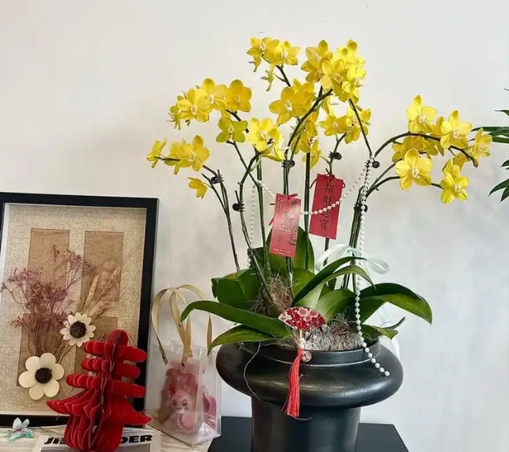 Vì sao hoa lan ‘lên ngôi’ dịp Tết, xuất hiện nhiều trong nhà phố, chung cư? Hình 1 (5).png