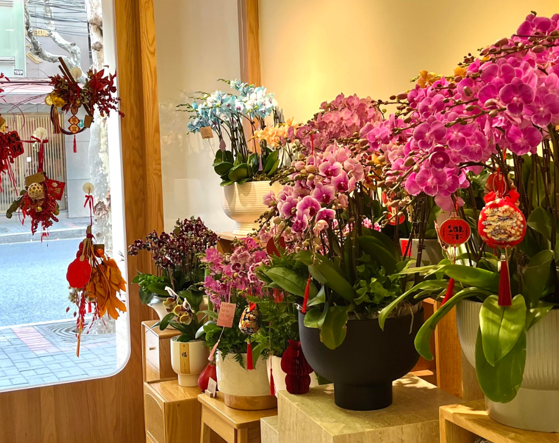 Vì sao hoa lan ‘lên ngôi’ dịp Tết, xuất hiện nhiều trong nhà phố, chung cư? Hình 2 (3).png