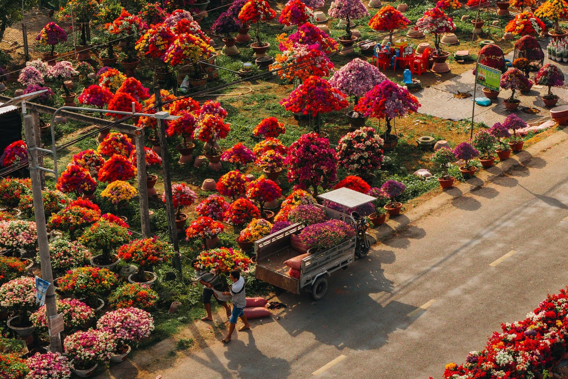 Làng hoa giấy đẹp mê ở Vĩnh Long dịp giáp Tết, khách vượt xa tới check-in