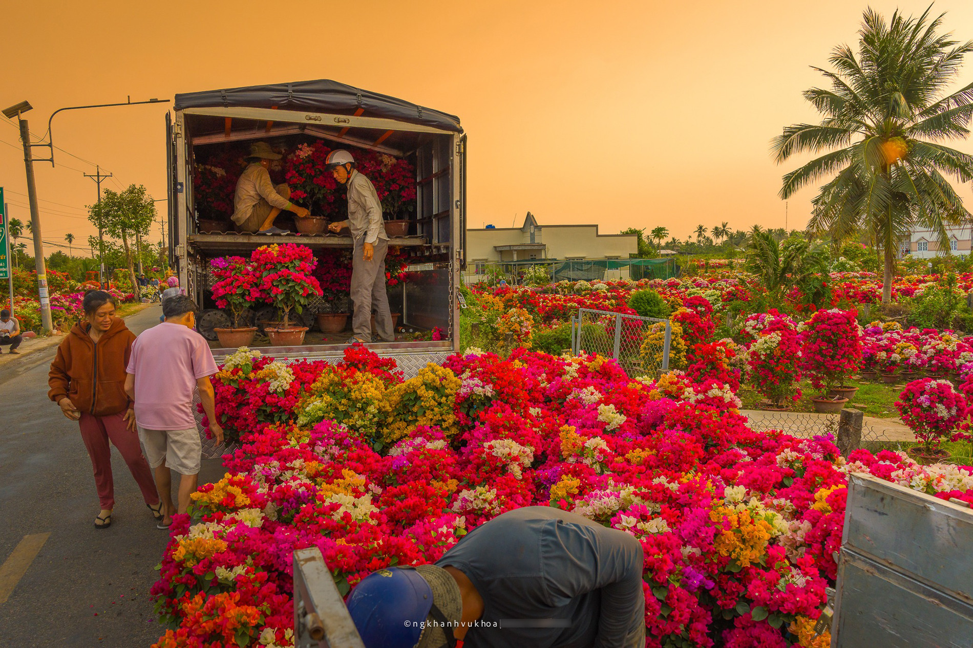 làng hoa giấy vĩnh long 6.jpg