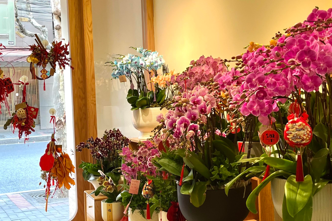 Vì sao hoa lan ‘lên ngôi’ dịp Tết, xuất hiện nhiều trong nhà phố, chung cư?