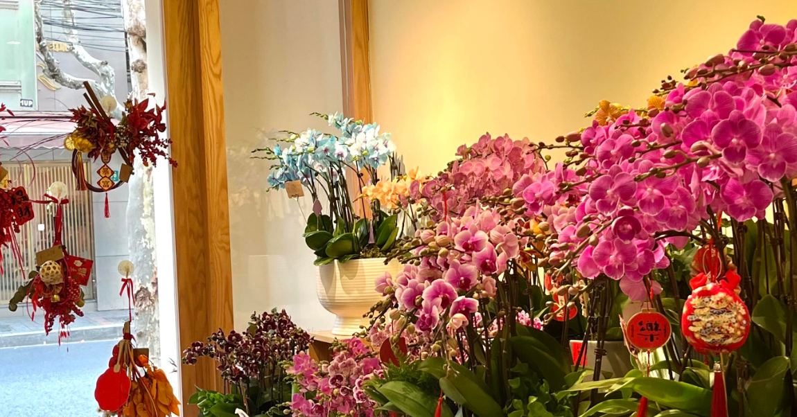 Vì sao hoa lan ‘lên ngôi’ dịp Tết, xuất hiện nhiều trong nhà phố, chung cư?
