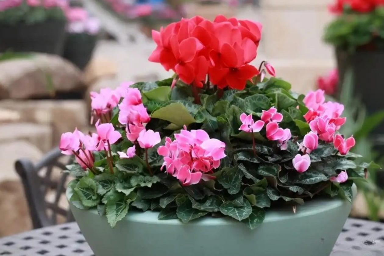 6 loại hoa ngày Tết nên đặt phòng khách, vừa sang nhà vừa đón lộc vào nhà