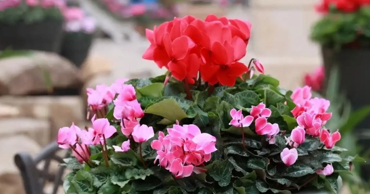 6 loại hoa ngày Tết nên đặt phòng khách, vừa sang nhà vừa đón lộc vào nhà