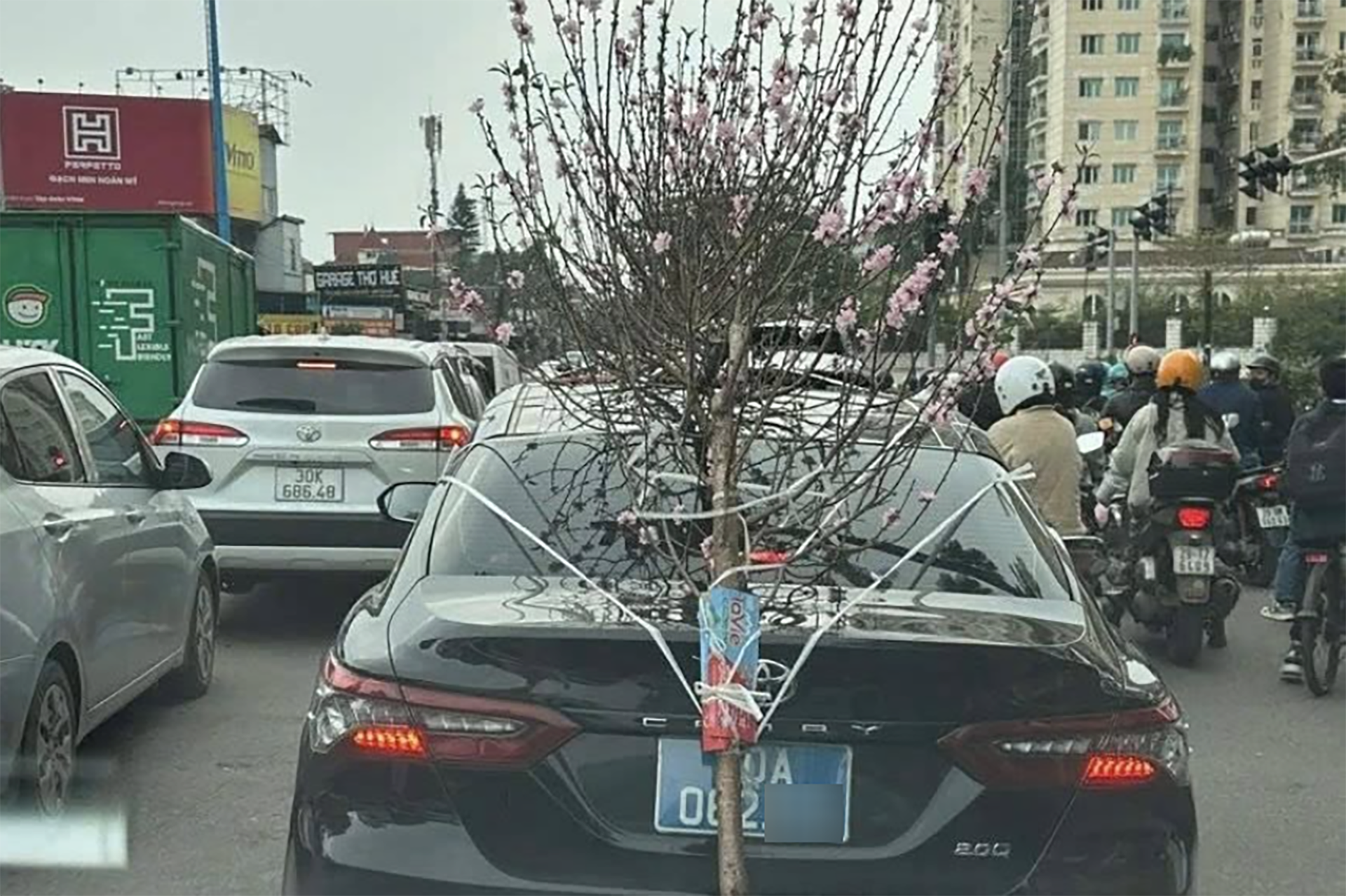 Buộc cành đào che biển số, tài xế ô tô biển '80A' bị phạt 23 triệu đồng