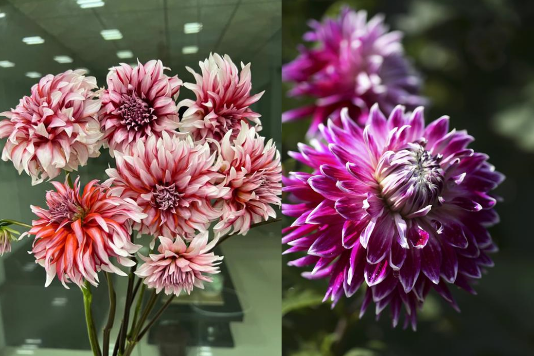 Cách trồng và trưng thược dược để hoa nở rực rỡ ngày Tết, rước tài lộc về nhà