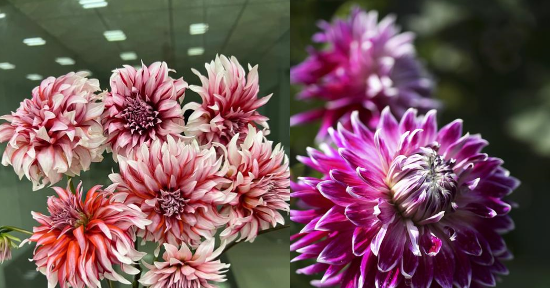 Cách trồng và trưng thược dược để hoa nở rực rỡ ngày Tết, rước tài lộc về nhà