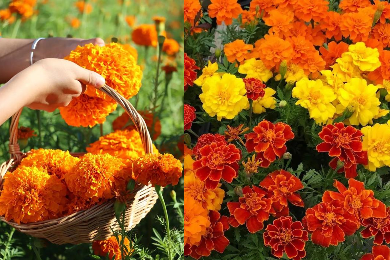 Cúc vạn thọ và câu chuyện phong thuỷ: Vì sao vị trí đặt hoa lại quan trọng?