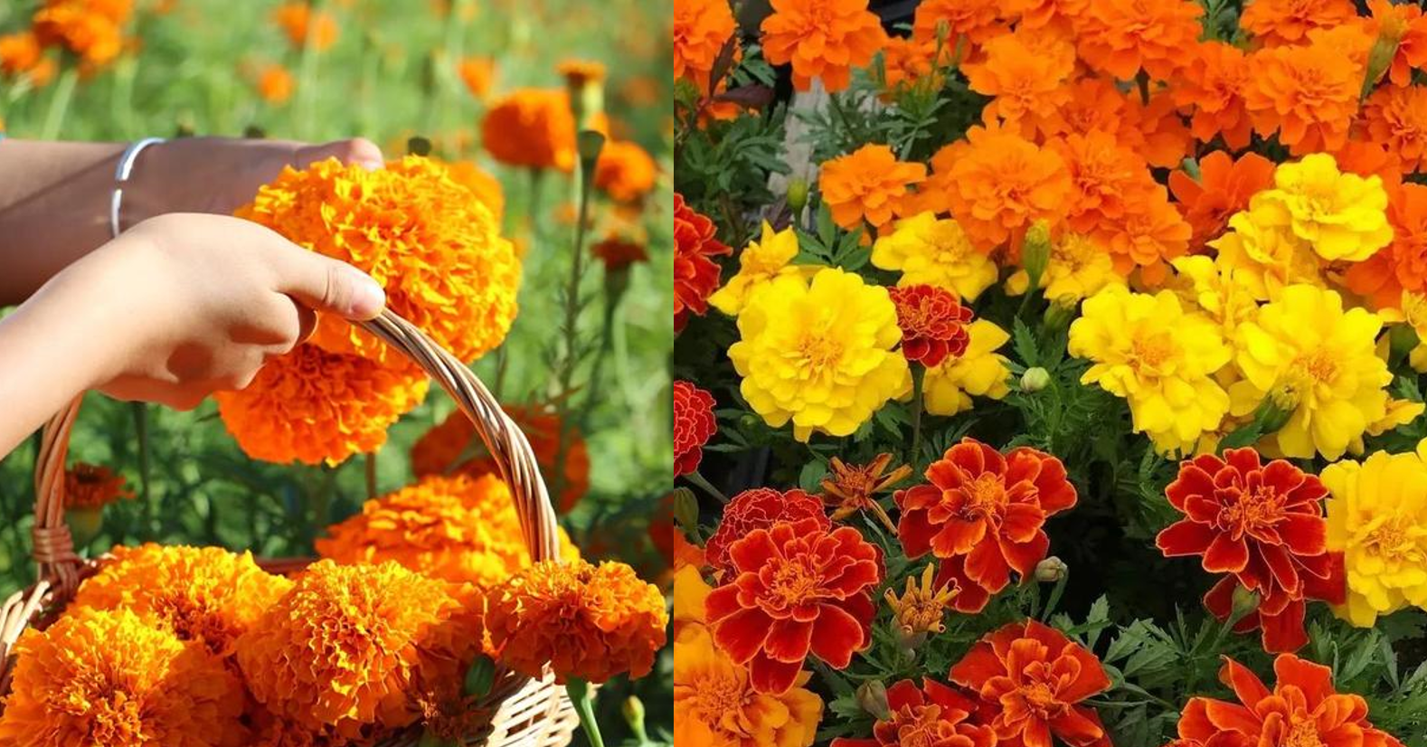 Cúc vạn thọ và câu chuyện phong thuỷ: Vì sao vị trí đặt hoa lại quan trọng?