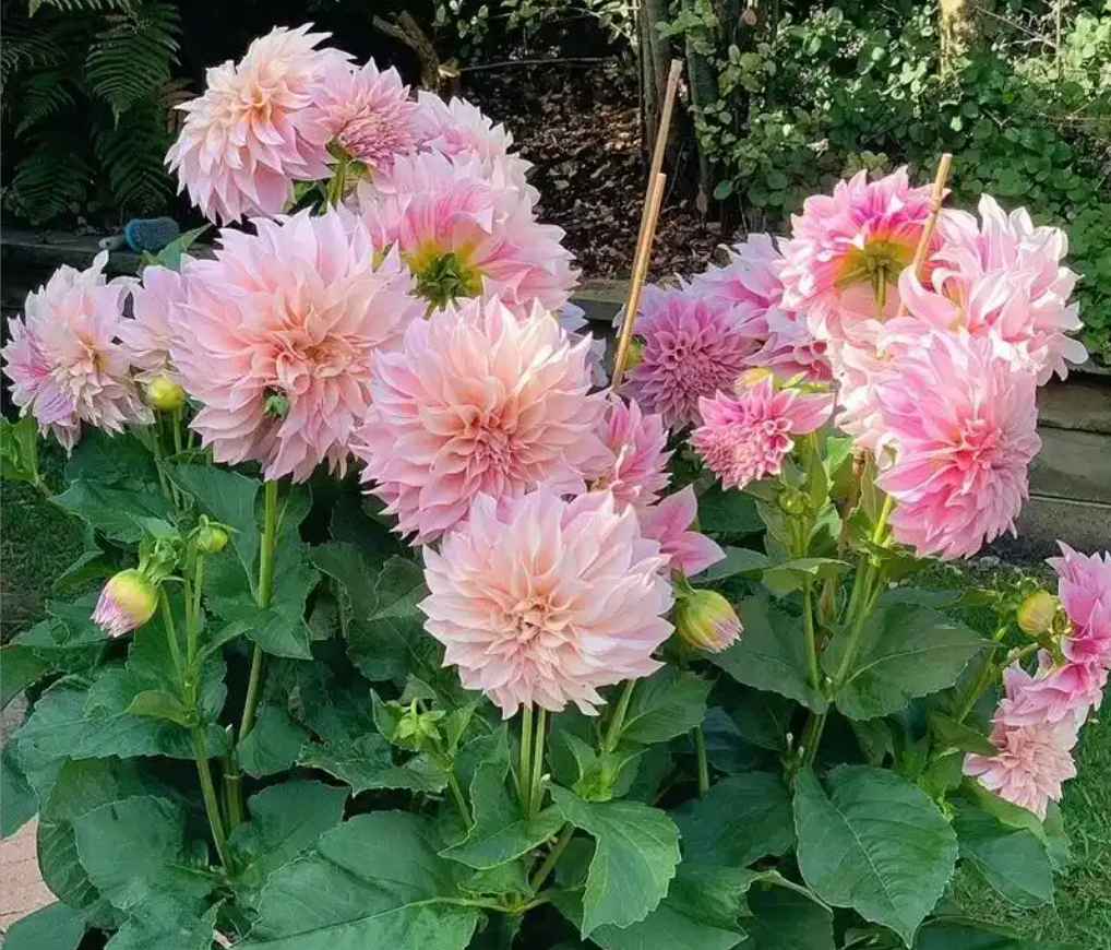 Hình 1 2026 02 05T144551.425.png