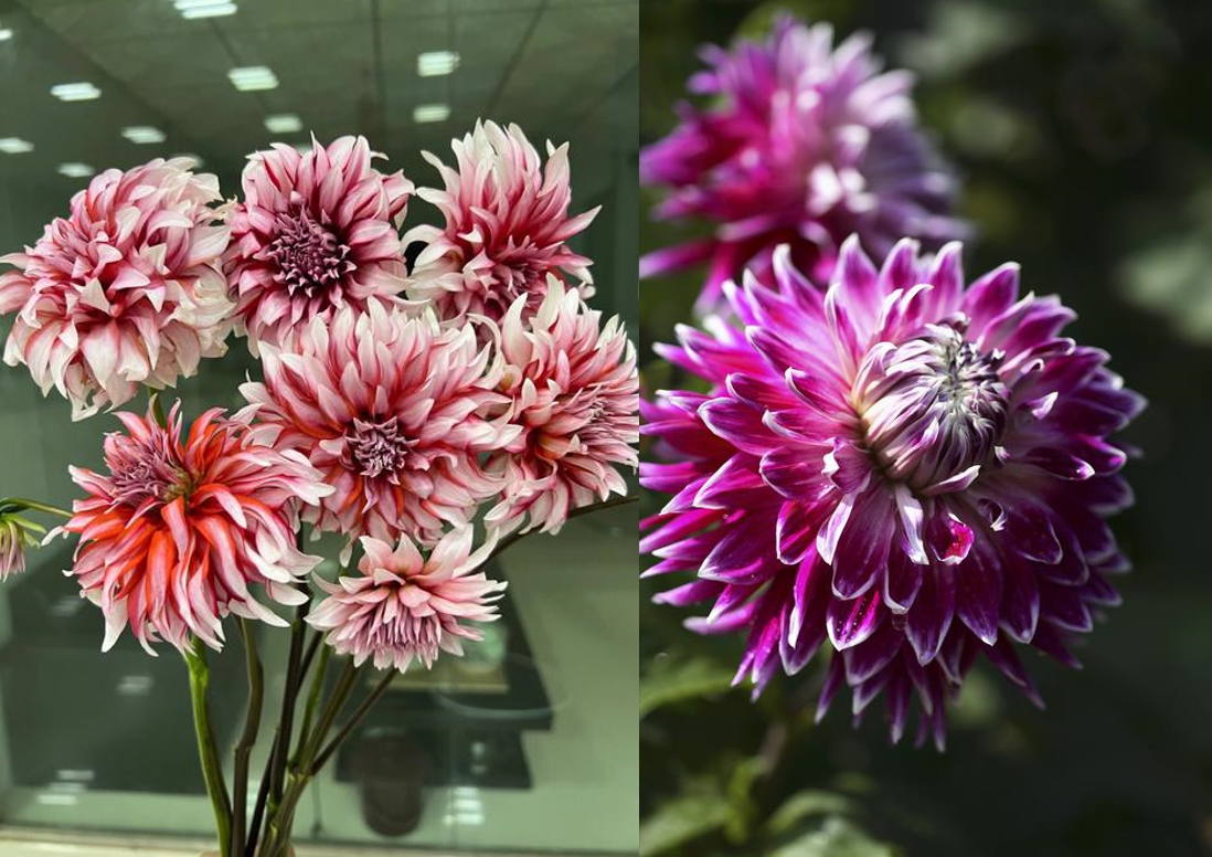 Hình 2 2026 02 05T144553.171.png